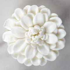chrysanthemum white flower