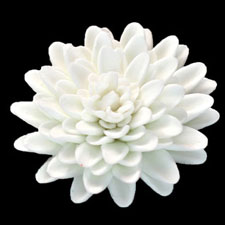Chrysanthemum - Large - White